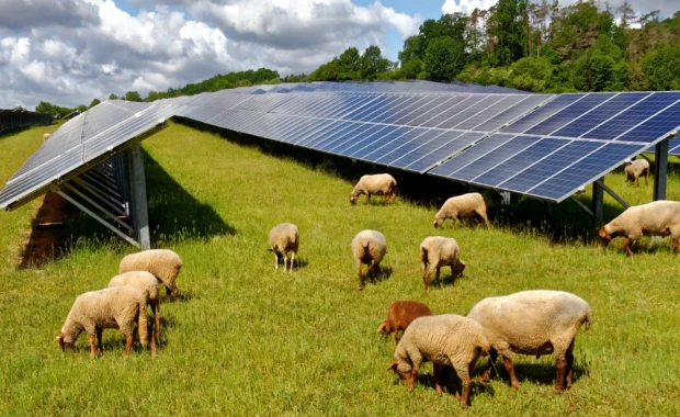 🐾 A Greener Tomorrow: Solar Energy and Wildlife Conservation