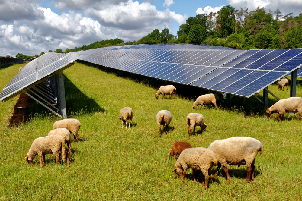 🌱 Wildlife Benefits at Solar Farms – A Win-Win for Nature and Clean Energy